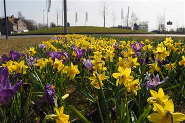 Daar is de lente! - Beringen