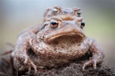 Daar is de lente, daar zijn de padden