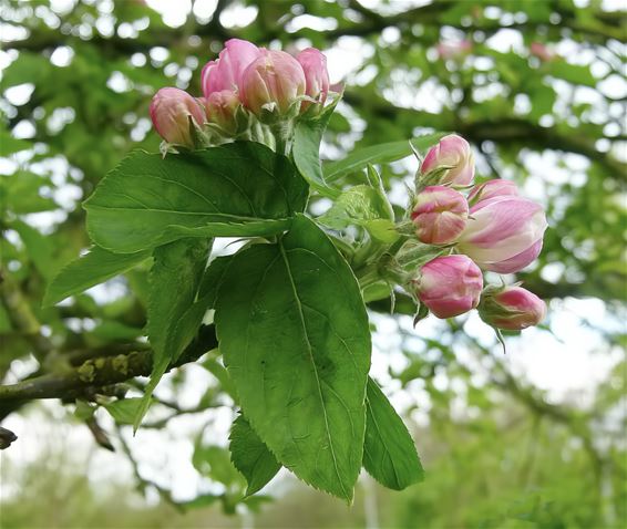 Daar is de lente, en vandaag ook de zon - Peer