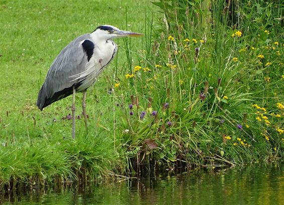 Daar is hij weer... - Hechtel-Eksel