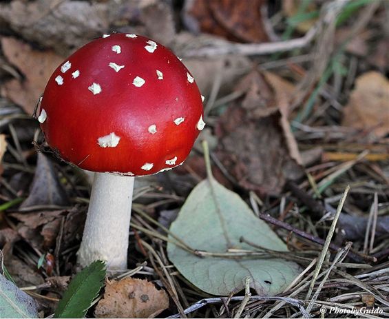 Daar komen de paddenstoelen - Hamont-Achel