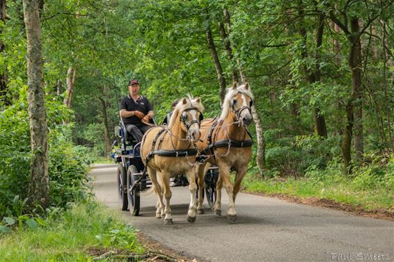 Daar komen de toeristen - Pelt