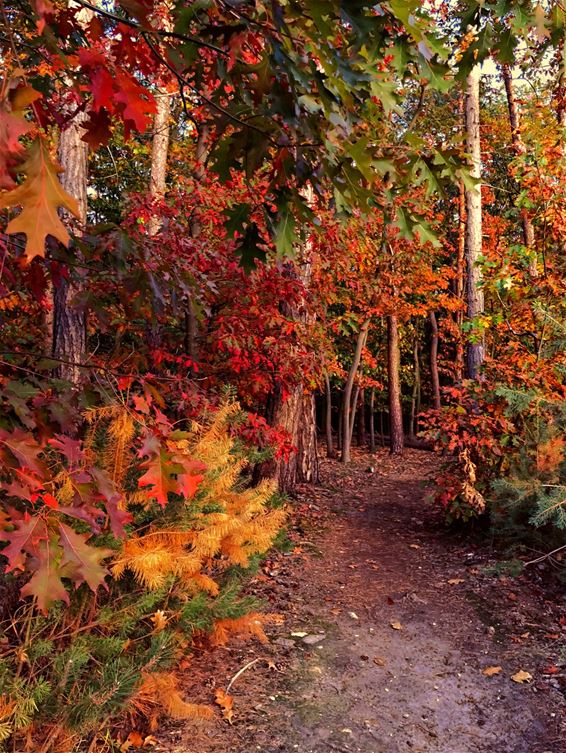 Daar zijn de herfstkleuren - Hechtel-Eksel