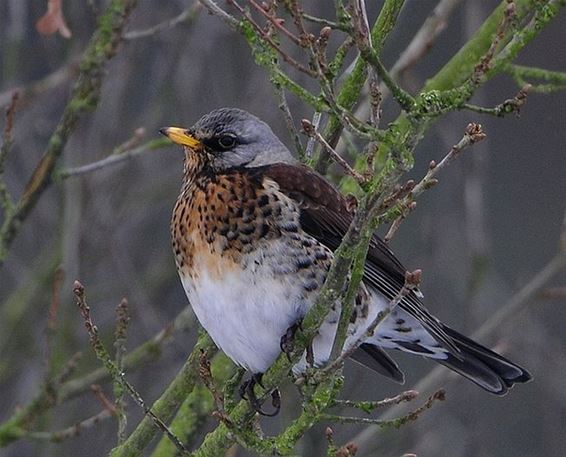 Daar zijn de kramsvogels - Overpelt