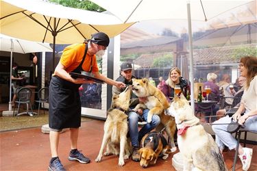 Dag van de hond bij Blueberry Fields - Beringen