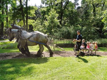 Dag van het Park in Beringen - Beringen