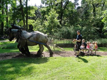 Dag van het Park in Beringen - Beringen