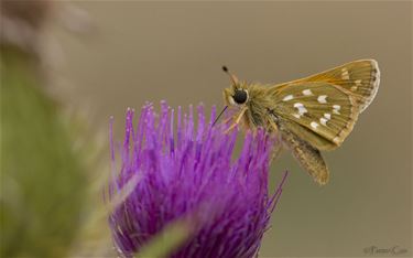 'Dagvlinders voor beginners' - Lommel