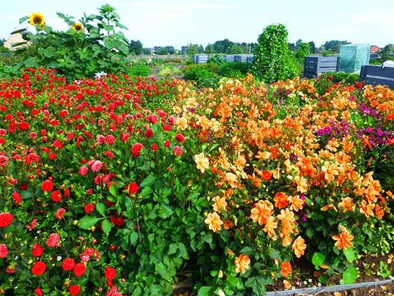 Dahliaweelde in het Volkstuincomplex - Neerpelt