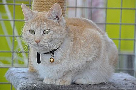 Dames en heren: Poes!