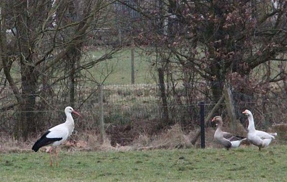 Dames, opgelet! - Neerpelt