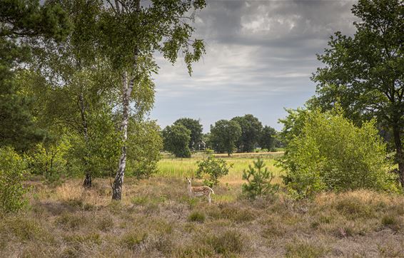 Damhert aan Leyssensmolen - Lommel