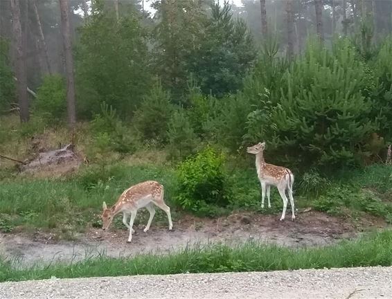 Damhertjes in het Pijnven - Hechtel-Eksel & Pelt