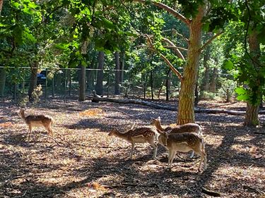 Damhertjes voor het dierenpark - Pelt