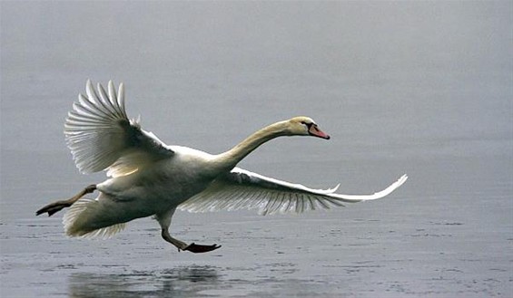 'Dancing on Ice' - Lommel