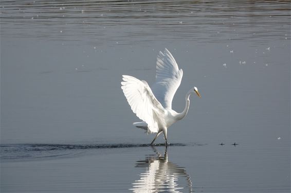 Dansende Grote Zilverreiger - Bree
