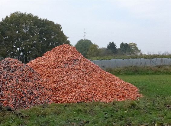 Dat paard zal niets te kort komen - Neerpelt