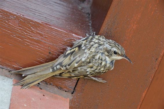 Dàt was even schrikken voor die vogel - Overpelt