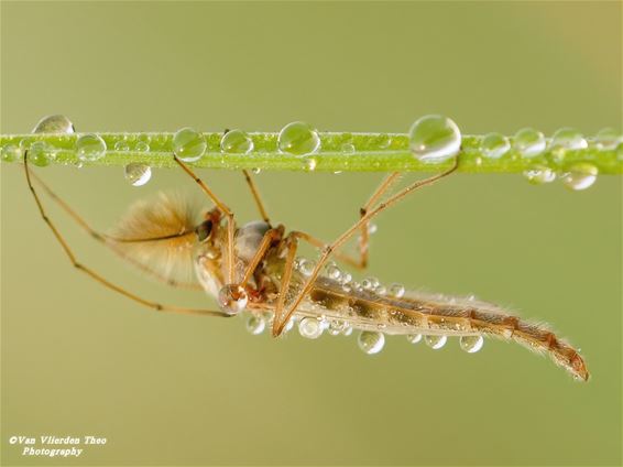 Dauwparels op een mug - Hamont-Achel