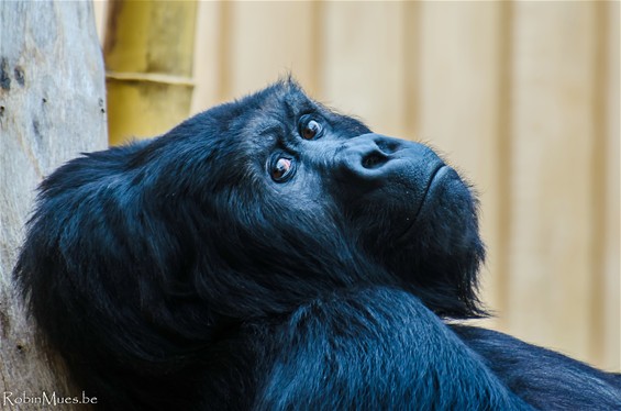 De aap uitgehangen in de Zoo - Lommel