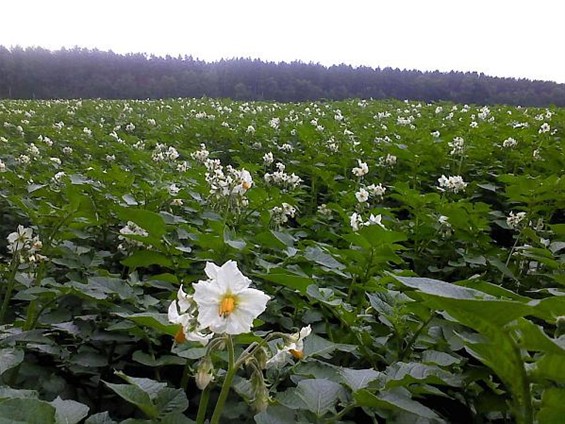 De aardappelbloemen bloeien... - Meeuwen-Gruitrode