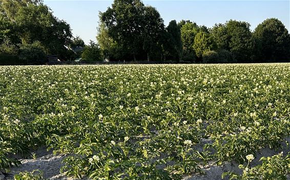 De aardappelplanten bloeien - Hechtel-Eksel & Pelt