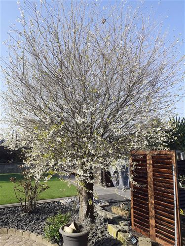 De adem der lente - Beringen