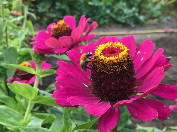 De akkerhommel blijft aan het werk... - Lommel