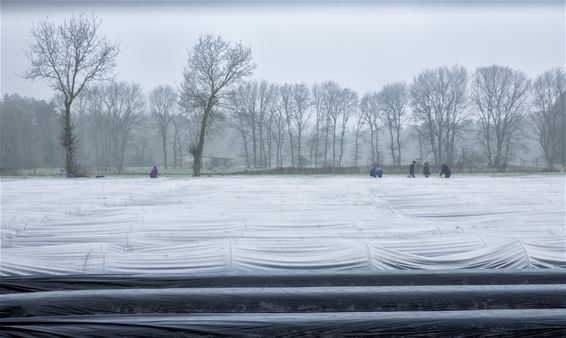 De asperges zijn op komst - Lommel