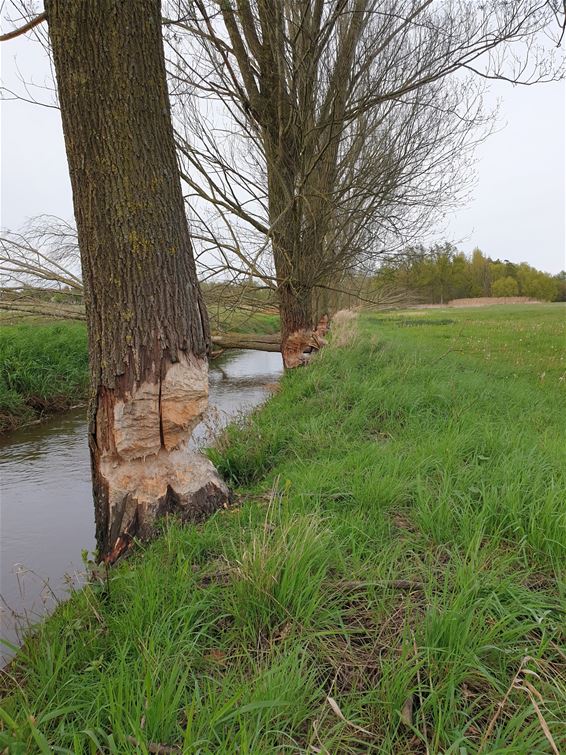 Pelt - De bever in de Holvense beek