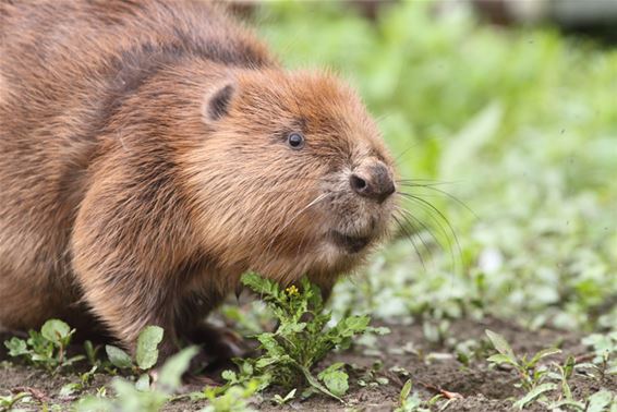 De bever is terug van weggeweest - Meeuwen-Gruitrode