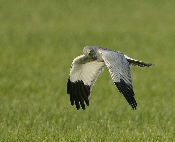 De Blauwe Kiekendief - Pelt