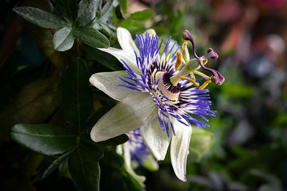 De blauwe passiebloem - Hamont-Achel