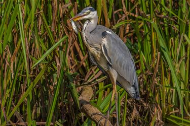 De blauwe reiger - Beringen