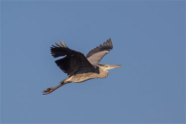 De blauwe reiger - Beringen