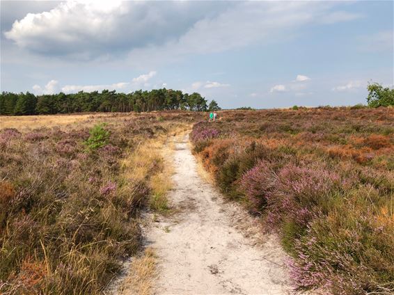 De Blekerheide vandaag - Lommel