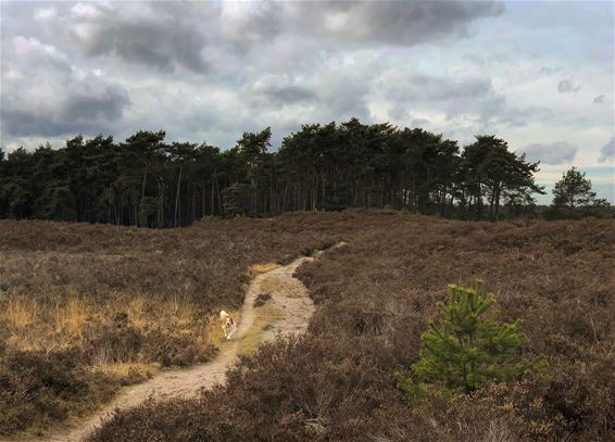 De Blekerheide vandaag - Lommel