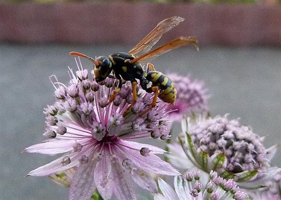 De bloem van het Zeeuws knoopje - Meeuwen-Gruitrode