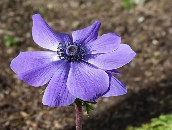 De bloemen voelen de lente - Peer