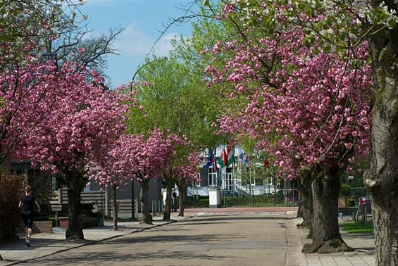 De bloesems zijn er klaar voor - Neerpelt