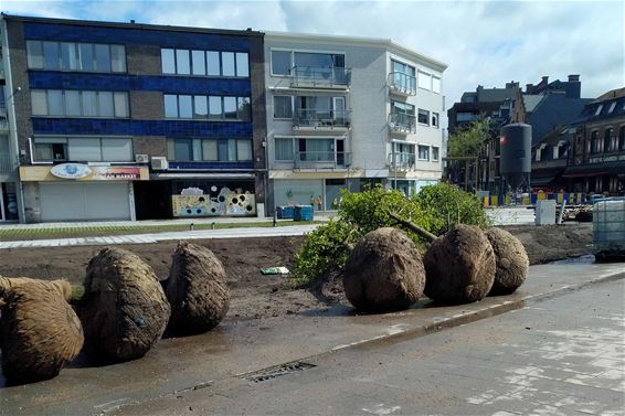 De bomen staan er! - Pelt