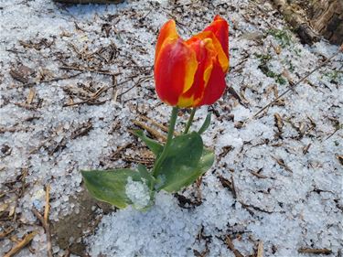 De grillen van het weer in de 19de eeuw - Beringen