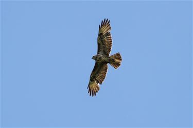 De Buizerd (Buteo Buteo) - Beringen