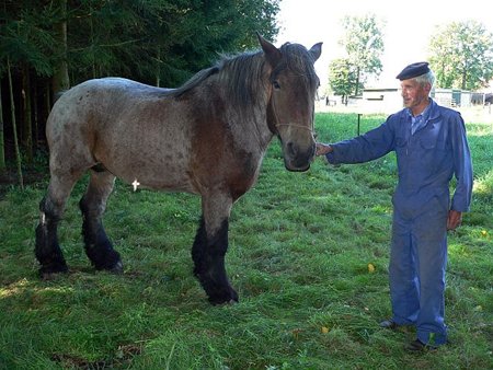 De charme van het Belgisch trekpaard - Neerpelt