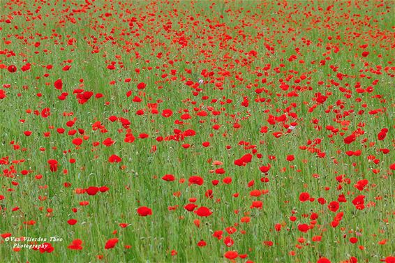 De 'coquelicots' van Theo - Hamont-Achel