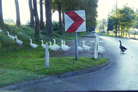 De donkere is de chef - Neerpelt