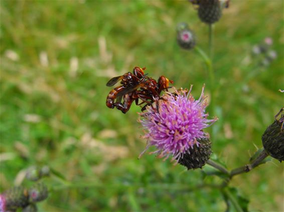 De donkerste kant van de natuur - Hechtel-Eksel