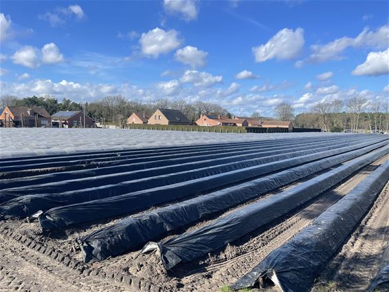 De eerste aspergebedden liggen klaar in Lommel - Lommel