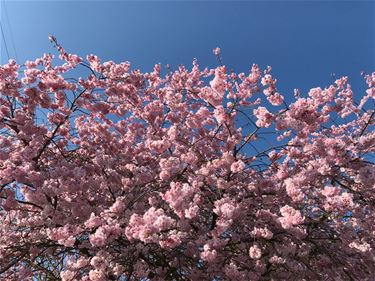 De eerste bloesems - Beringen