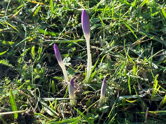 De eerste krokus van het jaar - Pelt